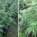 Cannabis livadă Caraș-Severin
