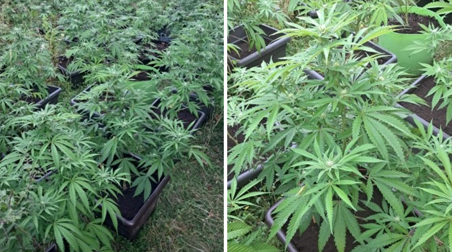 Cannabis livadă Caraș-Severin