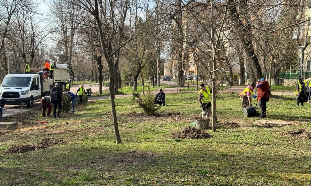 Plantare copaci Călărași
