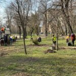 Plantare copaci Călărași