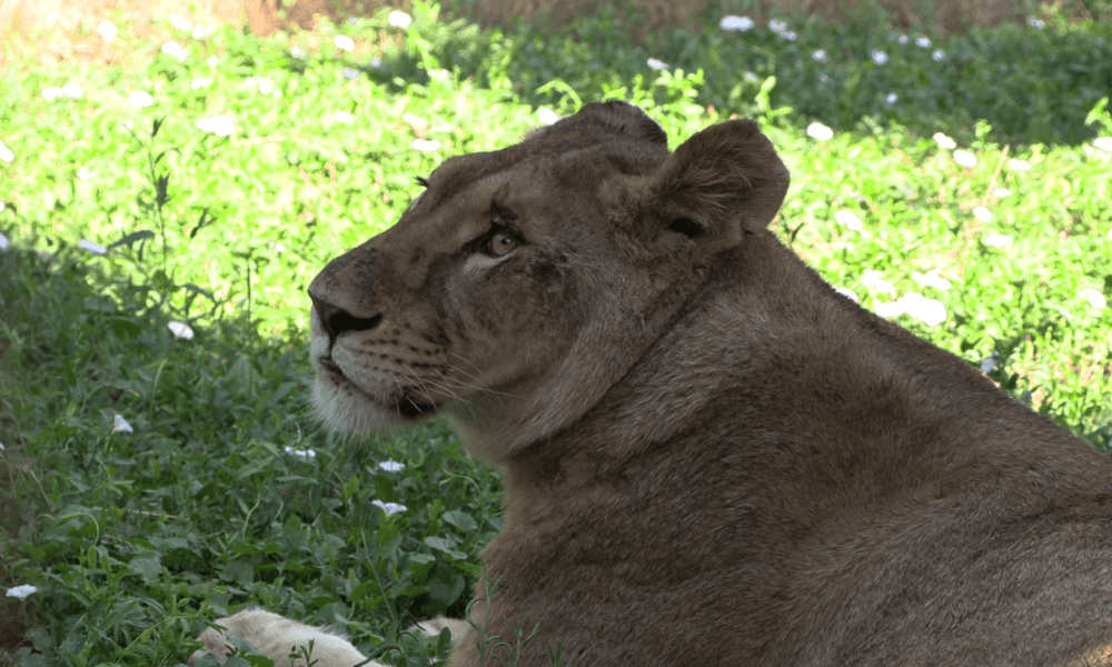 Leoaică Zoo Călărași