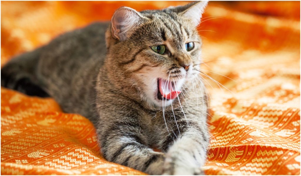 Translatorul de animale există: Realitate sau doar distracție cu AI? Cum tehnologia transformă lătratul și mieunatul în cuvinte
